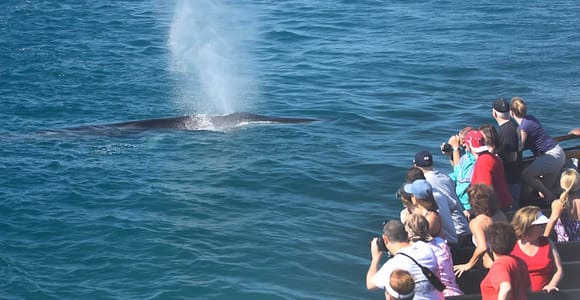 San Diego: Whale Watching Tour