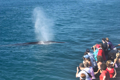 San Diego : Observation des baleinesSan Diego : excursion d&#039;observation des baleines