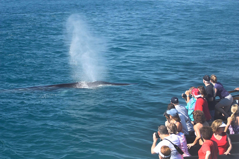 San Diego: Excursión de avistamiento de ballenasSan Diego: tour de avistamiento de ballenas