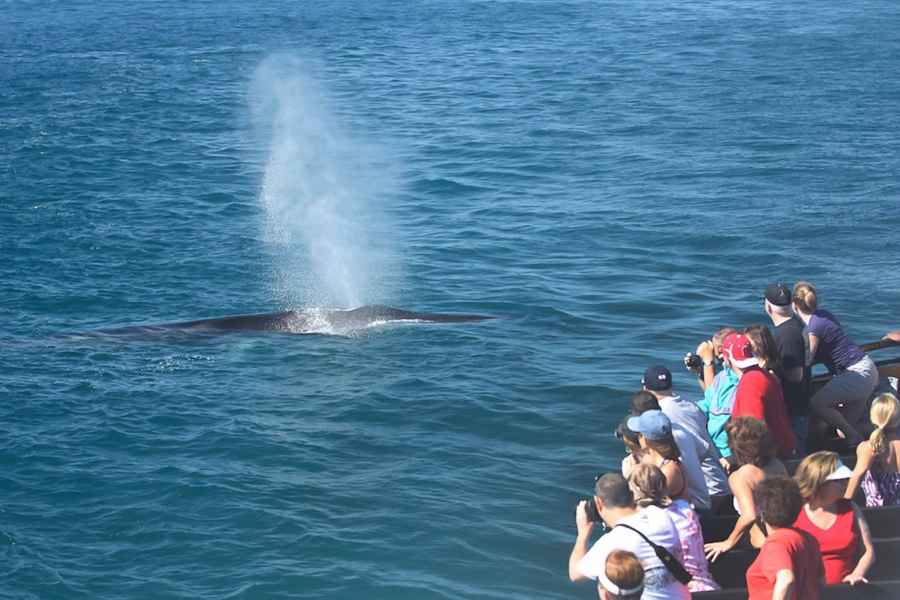 San Diego: Whale Watching-Tour. Foto: GetYourGuide