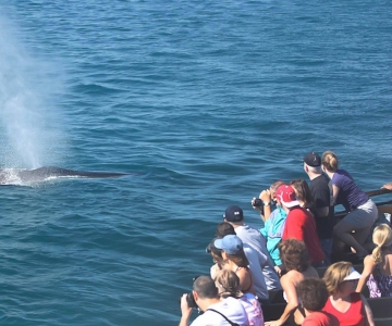 San Diego : Observation des baleines
