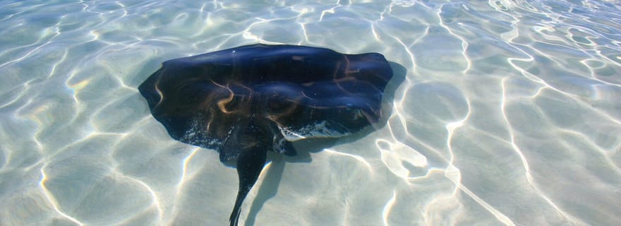 Providenciales : croisière en catamaran et snorkeling avec déjeuner