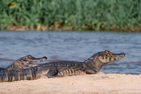São Paulo: 3-Day Eco Safari Experience in the Pantanal