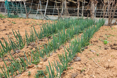 Busan: Yangsan Market Tour and Kimchi-Making Workshop