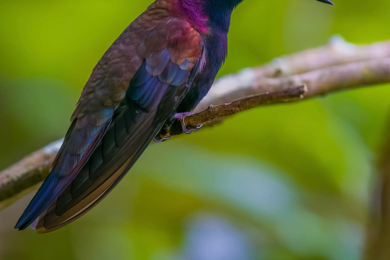 Santuario de aves de Rockland y compras con transporteDesde Montego Bay