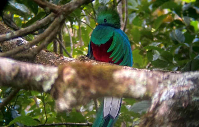Monteverde: Rondleiding in het nevelwoud van Monteverde
