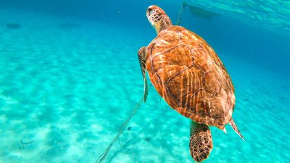 Curaçao: Turtle Bay & Blue Room Rondvaart met snorkelen
