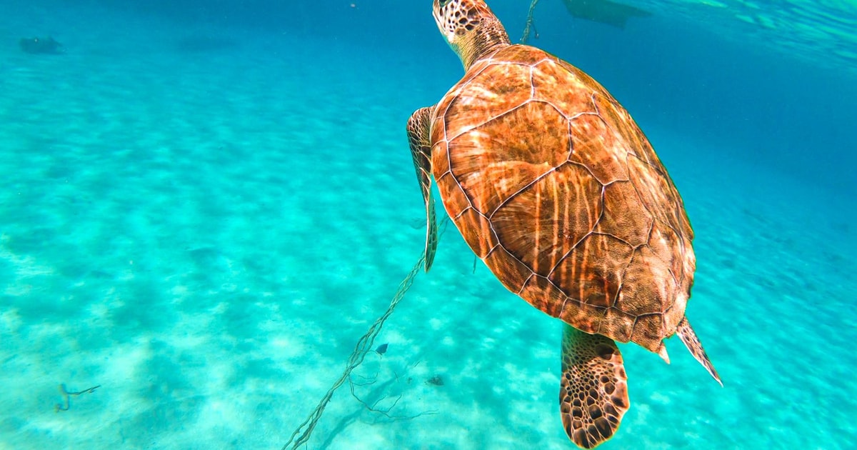 キュラソー島：タートル ベイとブルー ルームのボート ツアー（シュノーケリング付き） GetYourGuide