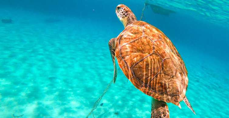 Curaçao: Passeio de barco pela Baía das Tartarugas e Blue Room com mergulho com snorkel