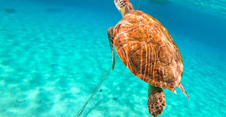 Curaçao: Passeio de barco pela Baía das Tartarugas e Blue Room com mergulho com snorkel