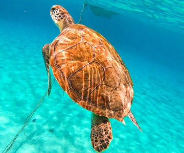 Curaçao: Passeio de barco pela Baía das Tartarugas e Blue Room com mergulho com snorkel