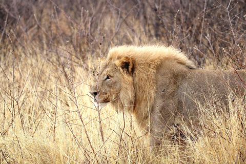 Windhoek: 3-Day Guided Safari in Etosha with Lodge