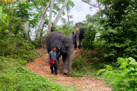 Phuket: Avventura nel santuario degli elefanti: l&#039;alimentazione dei giganti gentili