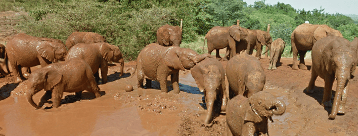 Dagstur Til Amboseli Nationalpark Fra Nairobi GetYourGuide