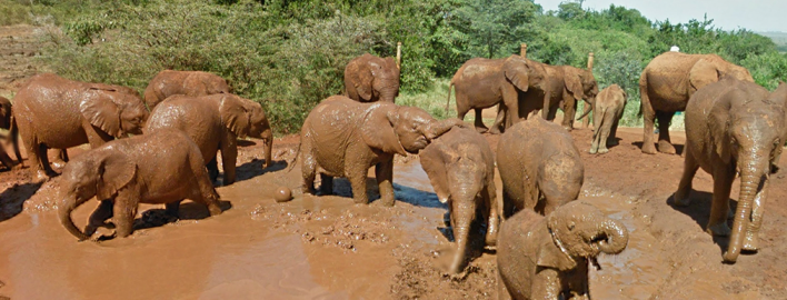 Dagstur Til Amboseli Nationalpark Fra Nairobi Getyourguide