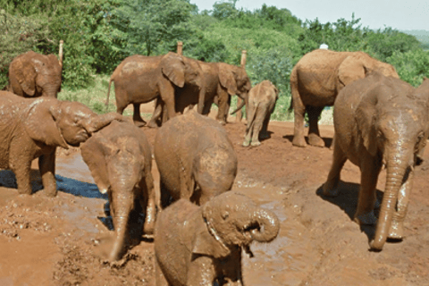 Jednodniowa wycieczka do Parku Narodowego Amboseli z NairobiAmboseli jednodniowa wycieczka z Nairobi