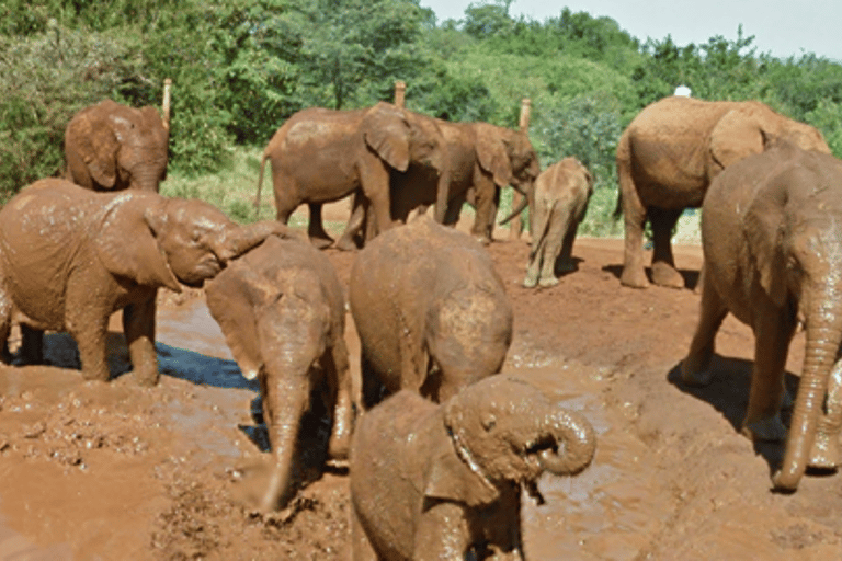 Jednodniowa wycieczka do Parku Narodowego Amboseli z NairobiAmboseli jednodniowa wycieczka z Nairobi