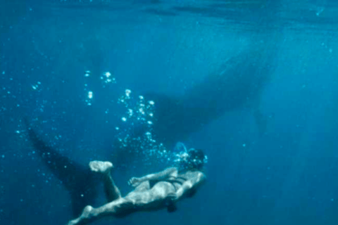 Cebu: Oslob Whale Shark, Sumilon, ruiny, kościół Simala