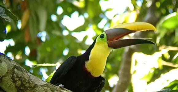 Quepos: Manuel Antonio National Park Guided Tour