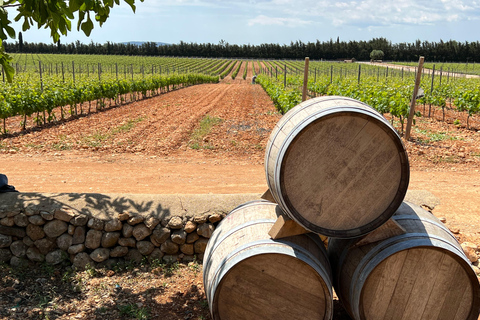 اكتشف كنوز نبيذ مايوركا في أحد أفضل مصانع النبيذمايوركا: اكتشف كنوز النبيذ المحلي