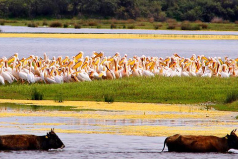 Tour privado de Bucarest al Delta del Danubio en 2 días