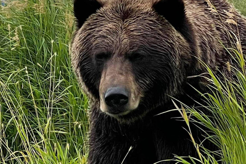 Anchorage: Bears, Beers, and Glacier Tour
