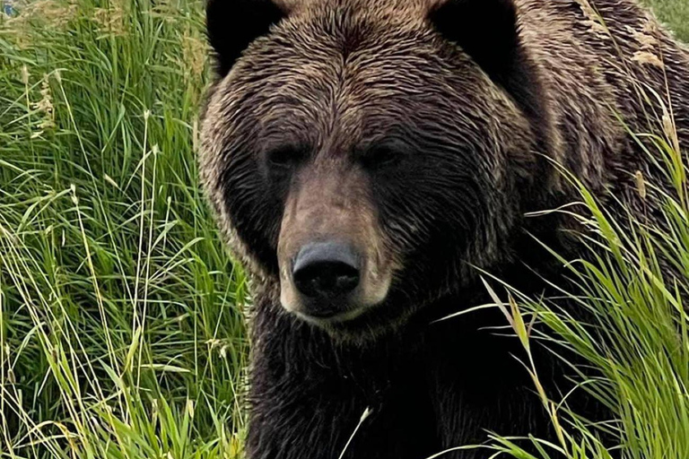 Anchorage: Bears, Beers, and Glacier Tour