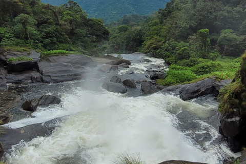 ATLANTIC FOREST TOUR WITH WATERFALLS - THE GOLD TRAIL