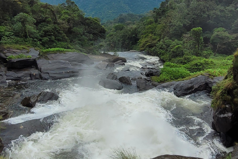 TOUR DELLA FORESTA ATLANTICA CON CASCATE - IL SENTIERO DELL&#039;OROTOUR DELLA FORESTA ATLANTICA CON CASCATE - IL SENTIERO D&#039;ORO