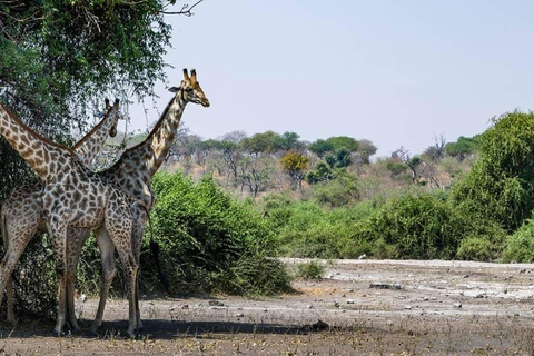 Chobe Safari from Victoria Falls: Game Drive & Cruise