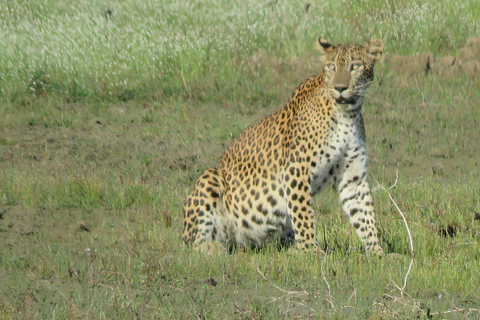 De Mirissa/ Galle/ Hikkaduwa - Udawalawe Safari 4*4 TourCircuit tout compris (payez maintenant pour la voiture et la Jeep)