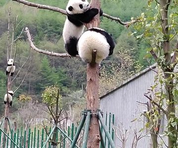 Chengdu: Excursión de un día al Panda Gigante y al Buda de Leshan