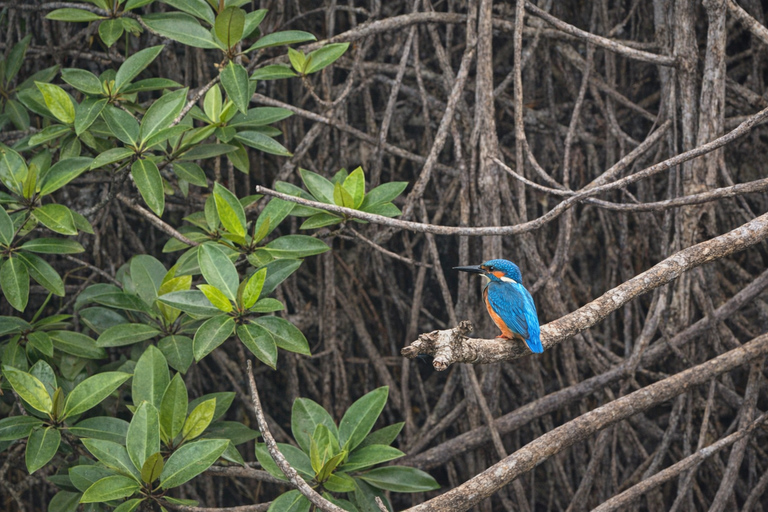 From Galle: Koggala Lake, Turtles & UNESCO Galle Fort Tour