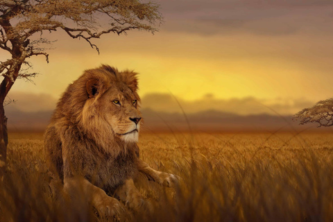 Safari africain de 3 jours dans le parc national de MikumiVeuillez vous rendre au lieu de rendez-vous « Gare SGR de Dar es Salaam ».