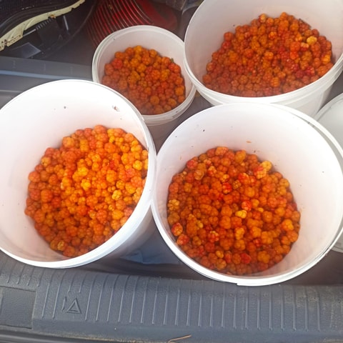 Rovaniemi: Berry Picking Tour with Traditional Laavu