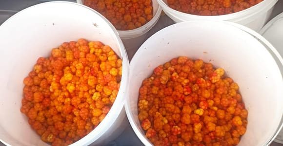 Rovaniemi: Berry Picking Tour with Traditional Laavu