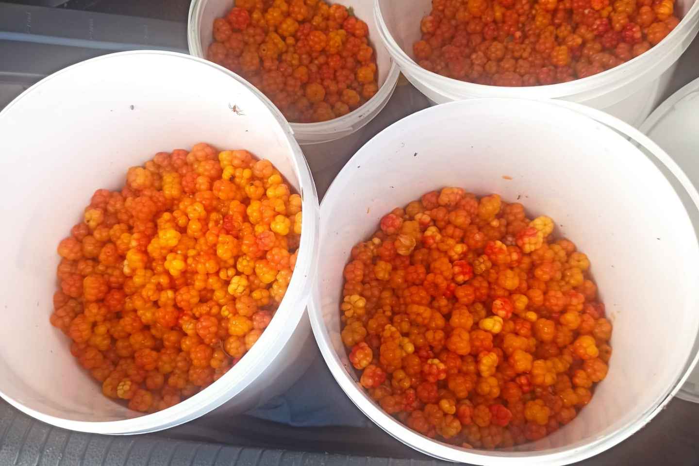 Rovaniemi: Berry Picking Tour with Traditional Laavu