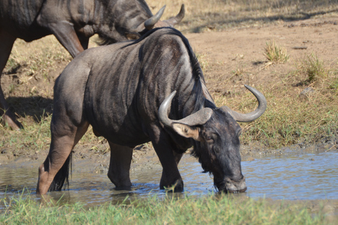 Från Durban: Dagstur till Hluhluwe Imfolozi Game ReserveFrån Durban: Dagsutflykt till Hluhluwe Imfolozi Game Reserve