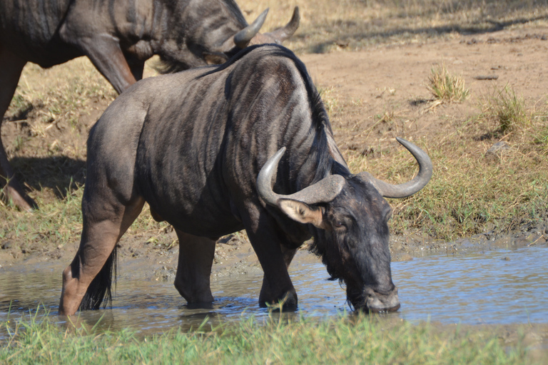 Da Durban: Escursione di un giorno alla riserva di caccia di Hluhluwe ImfoloziDa Durban: gita di un giorno alla Hluhluwe Imfolozi Game Reserve