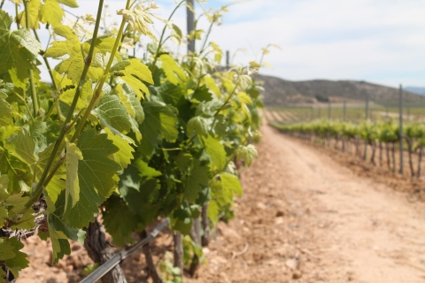 Vanuit Alicante: wijngaardentour met wijnproeverij