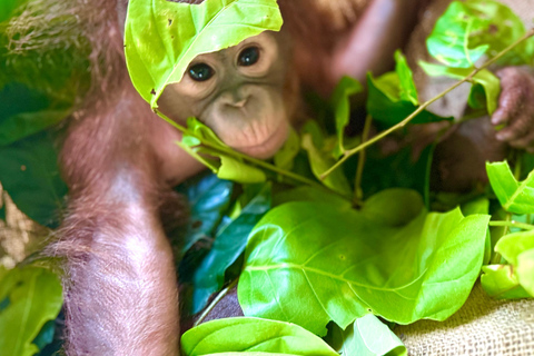 From Penang: Orang Utan Island Tour with Boat Ride
