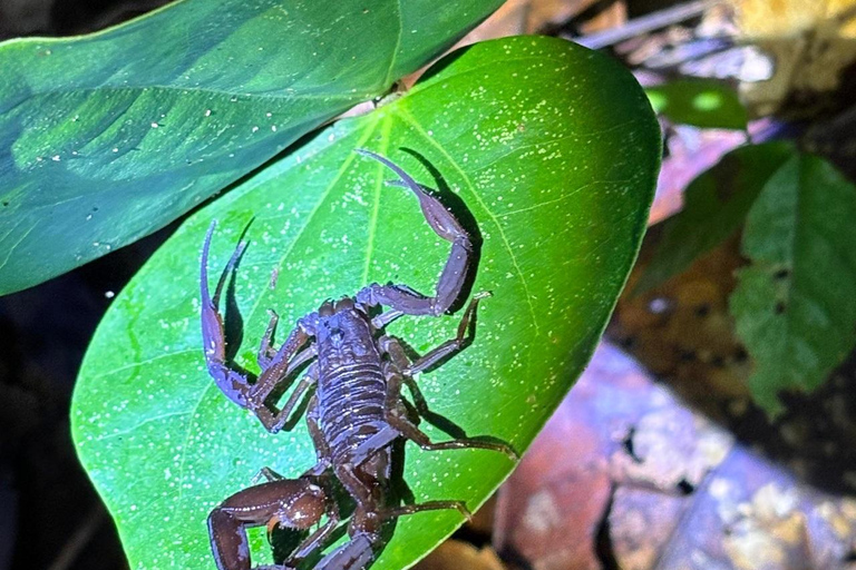 3-Day Amazon Expedition: Jungle, River & Wildlife Tour
