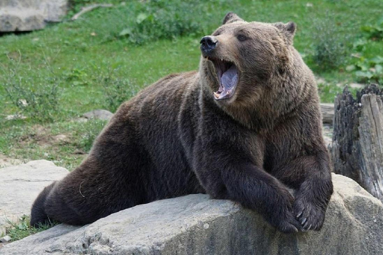 1 Day Private Tour of Famous Top Gear Road Transfagarasan