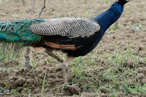 Experience Albanian Wine, daily tours from Durres