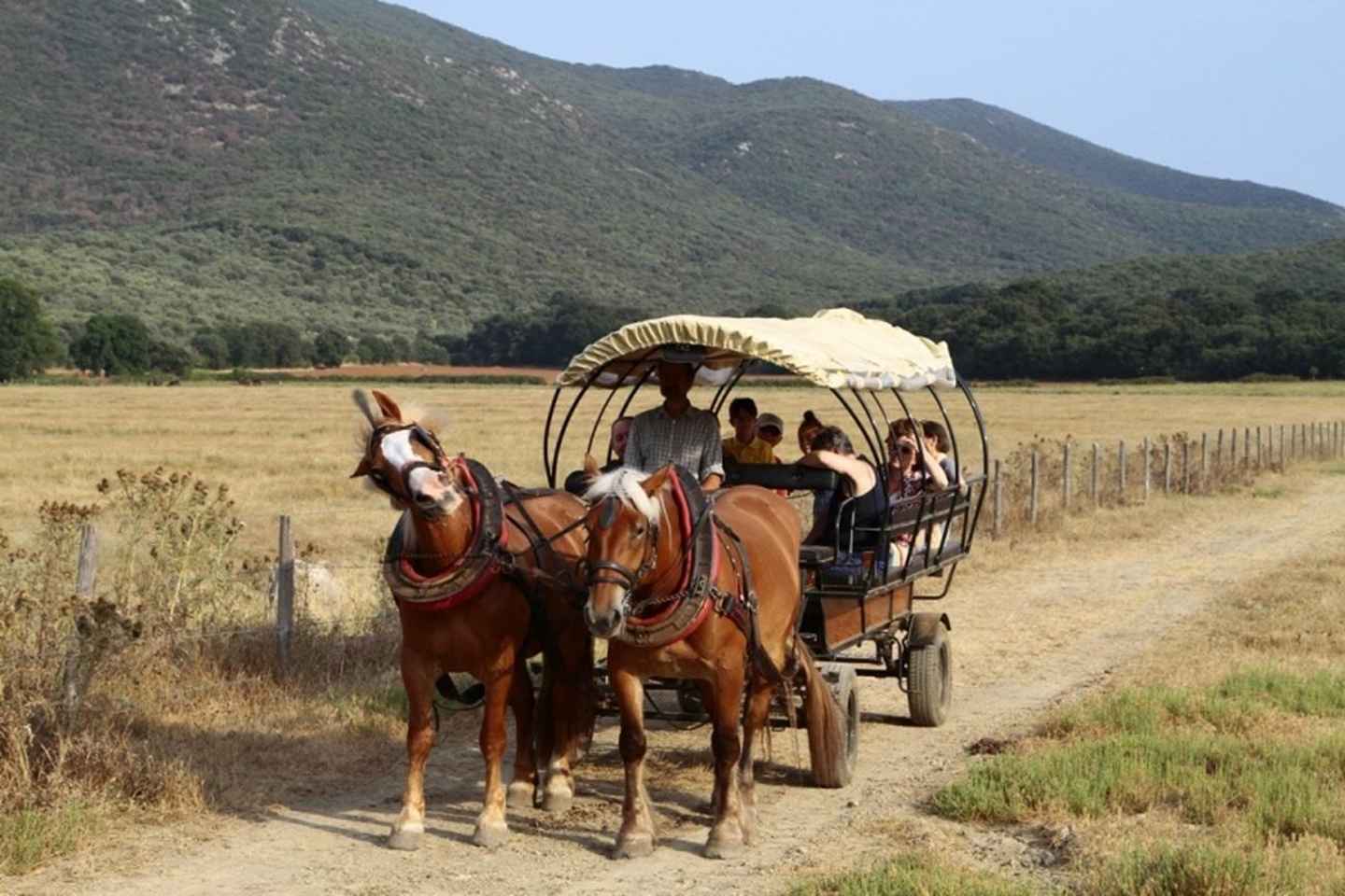 In Carrozza Parco della Maremma con Spiaggia di Collelungo e Degustazione