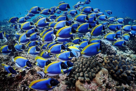 Visite des dauphins, visite des étoiles de mer, lagon bleu, The Rock, Jozani