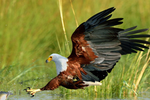 Durban: Vogels spotten in St Lucia