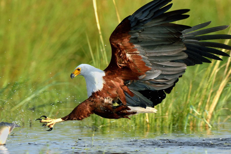 Durban: Vogels spotten in St Lucia