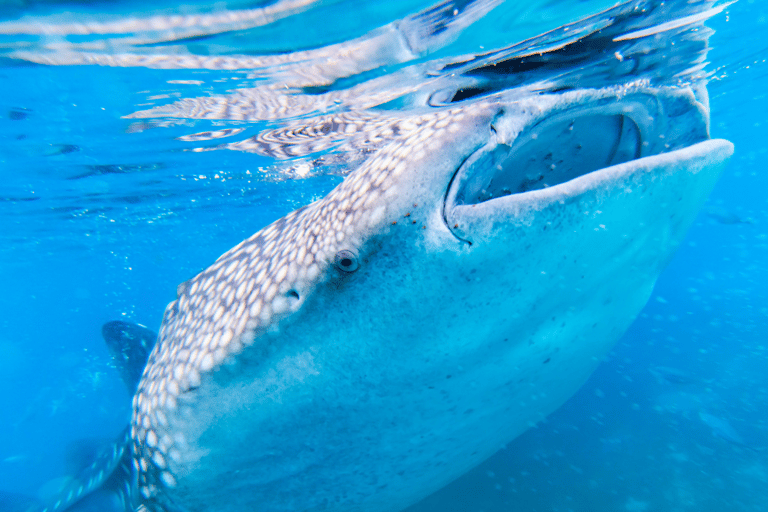 Cebu: Sumilon Isand Walvishaai en schildpad Snorkeltour