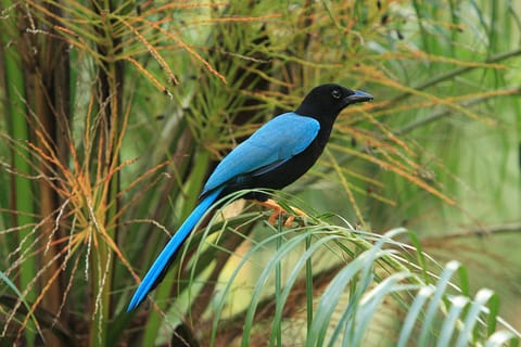 Cancun: Private Birdwatching Tour